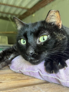 Elaboración de los estudios y análisis previos necesarios para establecer las bases para la configuración y creación de la red insular de centros de protección animal de la isla de Tenerife